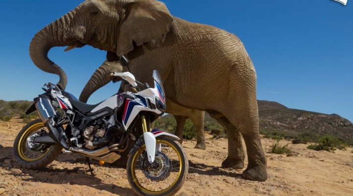 africa twin