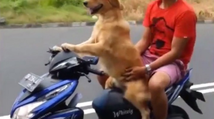 pies kieruje skuterem z