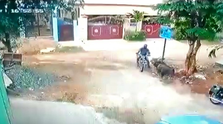 zderzenie motocyklisty z bykiem w indiach z