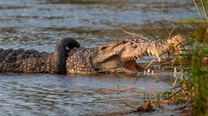 krokodyl opona z