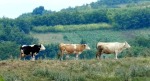 krowy obok siebie