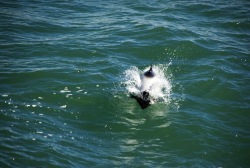 Bialo czarne delfiny