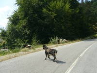 koza na drodze