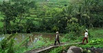 Bali widok