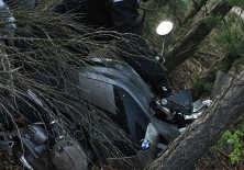 Godyn Karol w krzakach