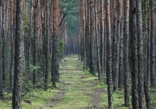 Las w okolicy Belchatowa