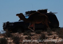 wielblad vs jeep na pustyni