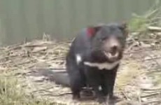 Australia Phillip Island