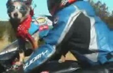 Cash pies jezdzacy na motocyklu