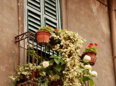 Balkonowe kwiaty