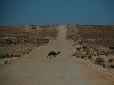 Wielblad na pustyni