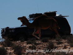 wielblad vs jeep na pustyni