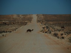 Pustynny Camel