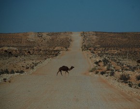 Wielblad na pustyni
