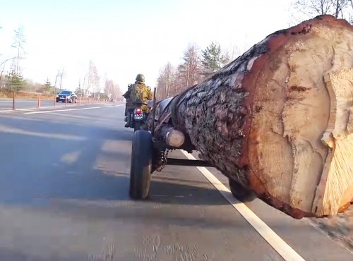 Transport kilkutonowego pnia drzewa na motocyklu. Rosyjski Ural z koszem