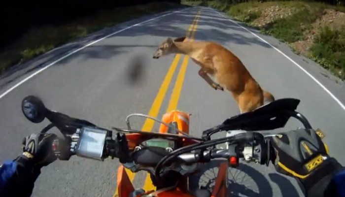 Bliskie spotkania z sarn�