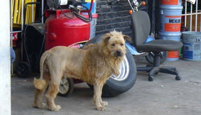 Lew Meksyka�ski, czyli jak walczy� ze z�odziejami?