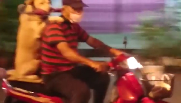 Pies najlepszym przyjacielem motocyklisty