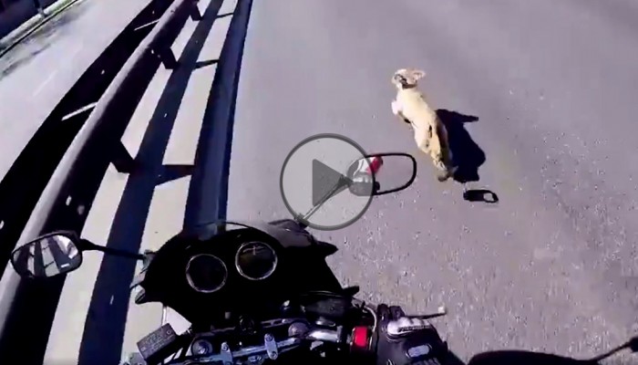 Motocyklista ratuje niesfornego psa na autostradzie