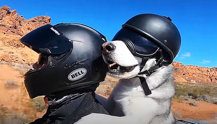 Pies na motocyklu. Czy mona wozi psa na motocyklu? Jak robi to bezpiecznie?