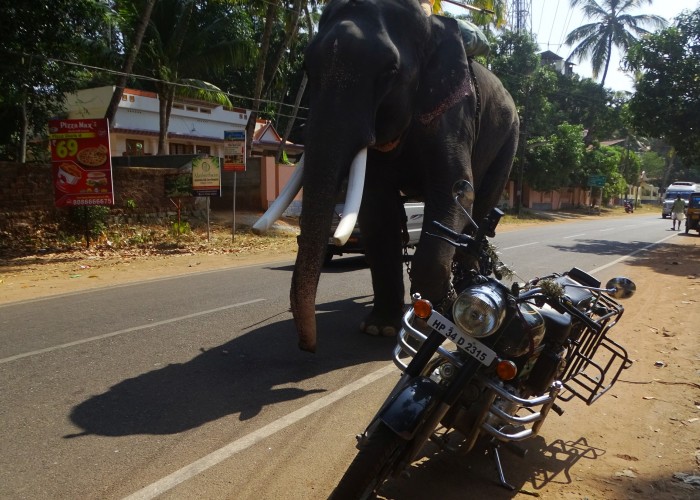 patrz w lusterka slonie sa wszedzie w indiach