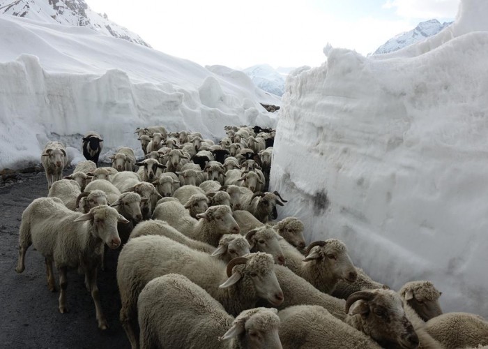 14 owce w Himalajach