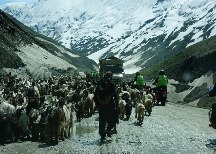 52 kozy w Himalajach