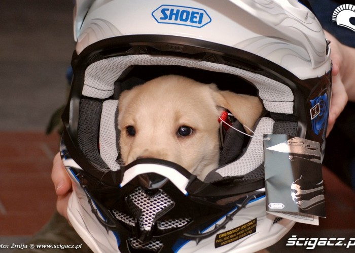 Pies w kasku motocyklowym