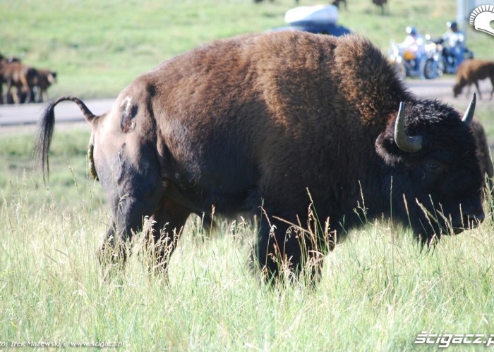 bizon w akcji