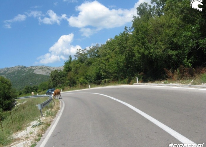 krowa na drodze Bosnia MotoEuro