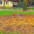 Nazwij warszawskiego kangura ze SPIDI - Kangury w zoo