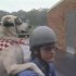 Labrador czyli pies pasazer na motocyklu - pies na motocyklu pasazer