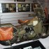 Powrot do przeszlosci z Harley Davidson - wojskowy hardkor