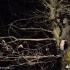 Hells Gate 2014 ekstremalne enduro we Wloszech - Kibic na drzewie