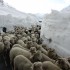 Polacy zorganizowali zlot motocyklowy w Himalajach Jak takie cos wyglada - 14 owce w Himalajach