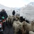 Polacy zorganizowali zlot motocyklowy w Himalajach Jak takie cos wyglada - 15 Motocykle i owce w Himalajach