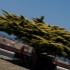 Inauguracja sezonu wyscigowego World Superbike 2012 wyspa Phillipa w obiektywie - Lascorz drzewo