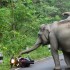 tmp - 1448719407 slonie atakuja motocykliste