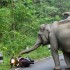 tmp - slonie atakuja motocykliste