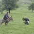 Dwusuw kontra czterosuw w terenie czym lepiej do Rumunii - karpaty rumunia jazda na osle