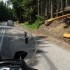 Przelecz Salmopolska w poszukiwaniu mocnych wrazen - drzewa przy drodze