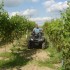 Quad a rolnictwo okiem praktyka - quady w pomocy na plantacjach winogrona