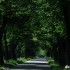 Zlot motocykli BMW 2011 czasy PRL w Bornem Sulinowie - Droga posrod drzew