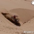 Rajd Dakar 2011 kolejny awans Laskawca i polskich motocyklistow - Dakar 2011 motocyklista tuz przed upadkiem