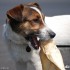 Tor Gostyn pierwsza runda Supermoto 2011 - Pies z uchem w zebach