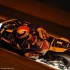 Bol d Or po raz 75 - Vincent Philippe noca BoldOR Endurance 2011