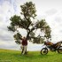 Motocyklem dookola swiata Witajcie w Brazylii - samotne drzewo