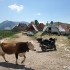 Balkany na motocyklu 8000 km 20 dni i milion przygod - krowa na drodze