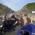 Europa na motocyklu w poszukiwaniu marzen - Pirenejskie lamy