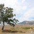 Nowa Zelandia na motocyklu podroz na inna planete - samotne drzewo